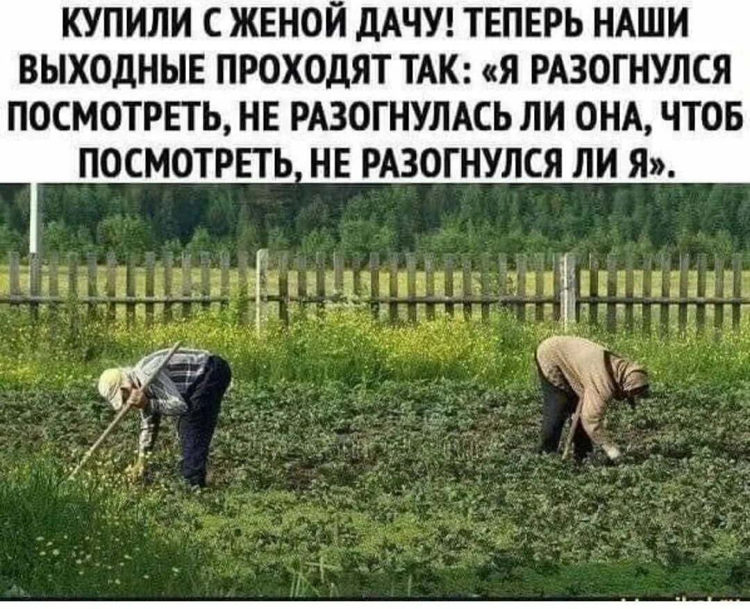 Картинки про огород прикольные. Приколы про дачу. Приколы про огород и дачу. Огород юмор.