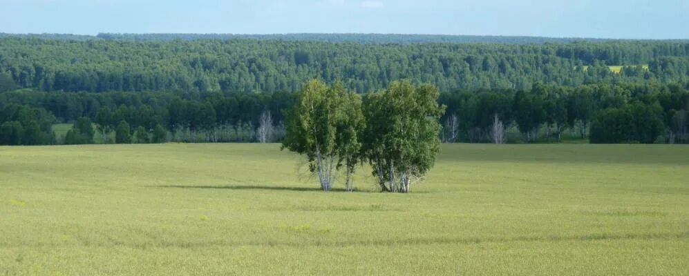 Пос первомайский алтайский край. Алтайский край, Первомайский район, село Новокопылово. Село Первомайское Алтайский край. Первомайское Первомайский район Алтайский край. Природа Первомайского района Алтайский край.