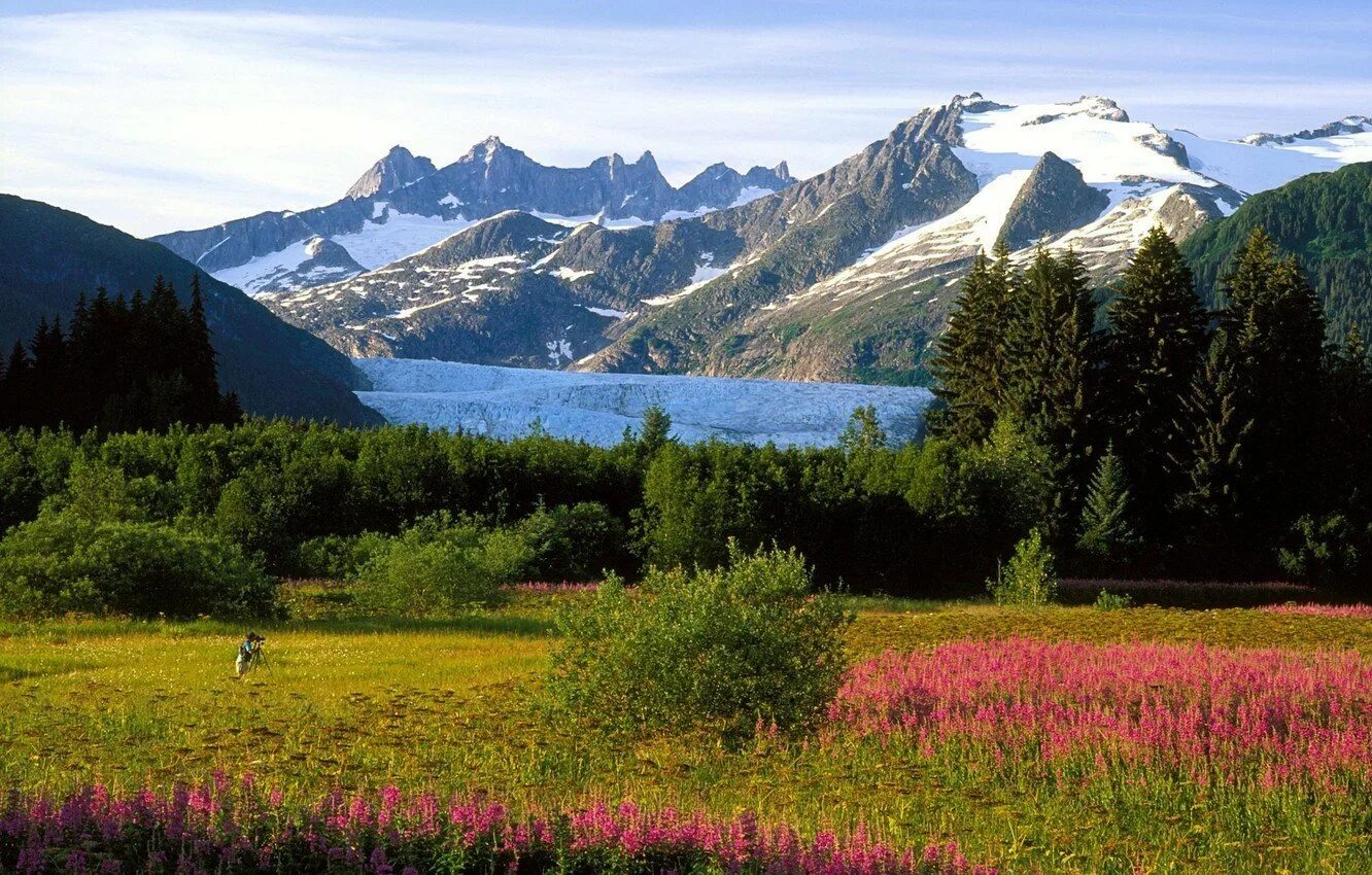 Субарктический пояс Северной Америки. Субарктический пояс Северной Америки Аляска. Кордильеры Альпийские Луга. Ландшафты Аляски. Растительность канады