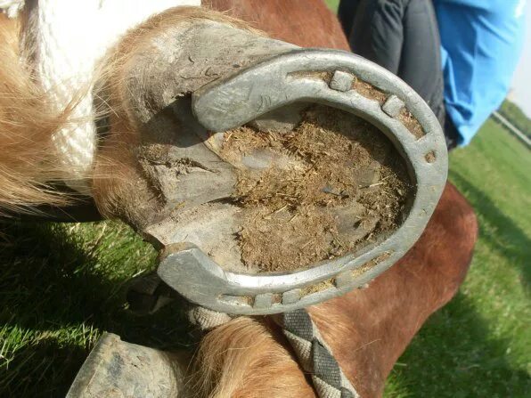 подкова кузнец подковывает лошадь. подкованное копыто лошади. подкова с лошадью. подкова с лошадью. подкованная лошадь как пишется н.