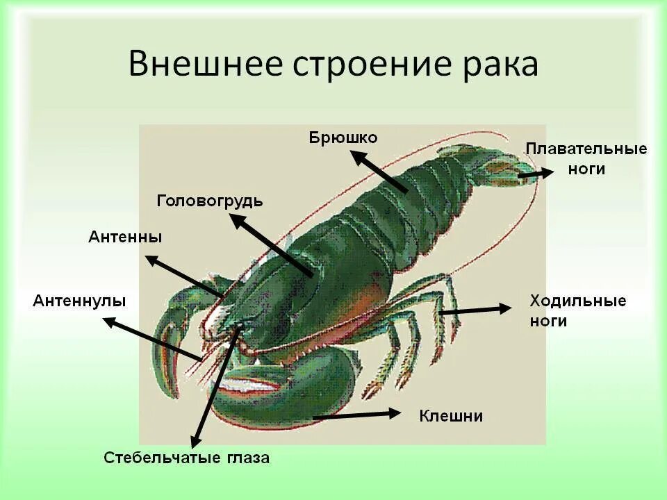 Количество хромосом речного рака. Внешнее строение членистоногих 7 класс биология. Строение головогруди ракообразных. Строение членистоногих 7 класс биология. Внешнее строение членистоногих схема.