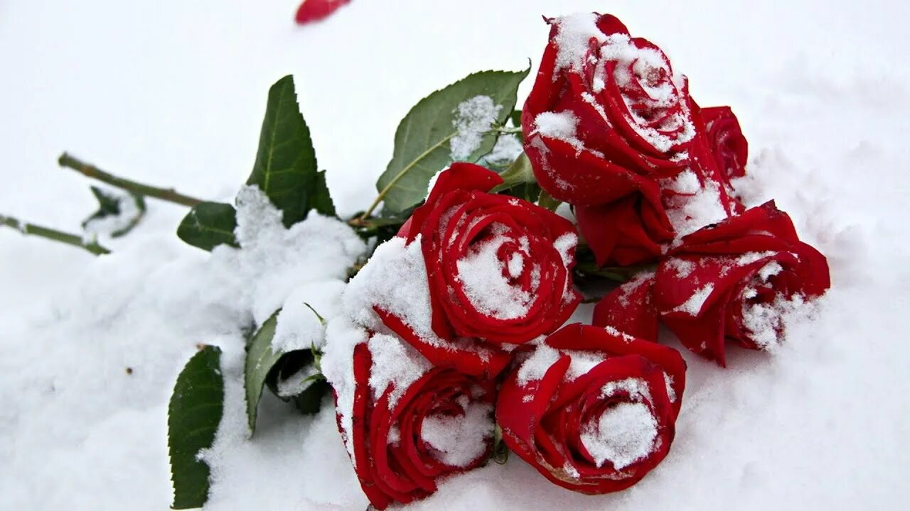 Красные цветы зимние розы. Розы на снегу. Букет роз на снегу. Красная роза на снегу. Букет роз зимой.