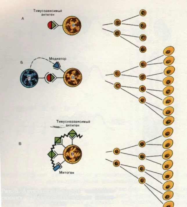 Т зависимые. Т зависимый иммунный ответ схема. Иммунный ответ гуморальный на т-независимый антиген. Тимусзависимые антигены. Схема иммунного ответа гуморального типа на тимусзависимые антигены.