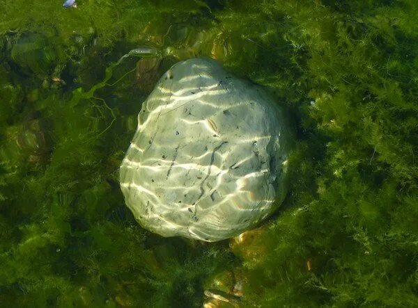 5 подводных камней. Подводный камень. Камни под водой. Камень тонет в воде. Подводные валуны под водой.