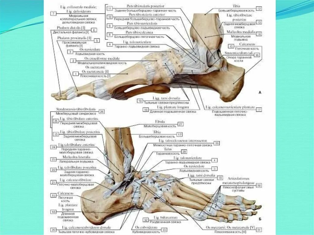 голеностопный сустав где находится у человека фото