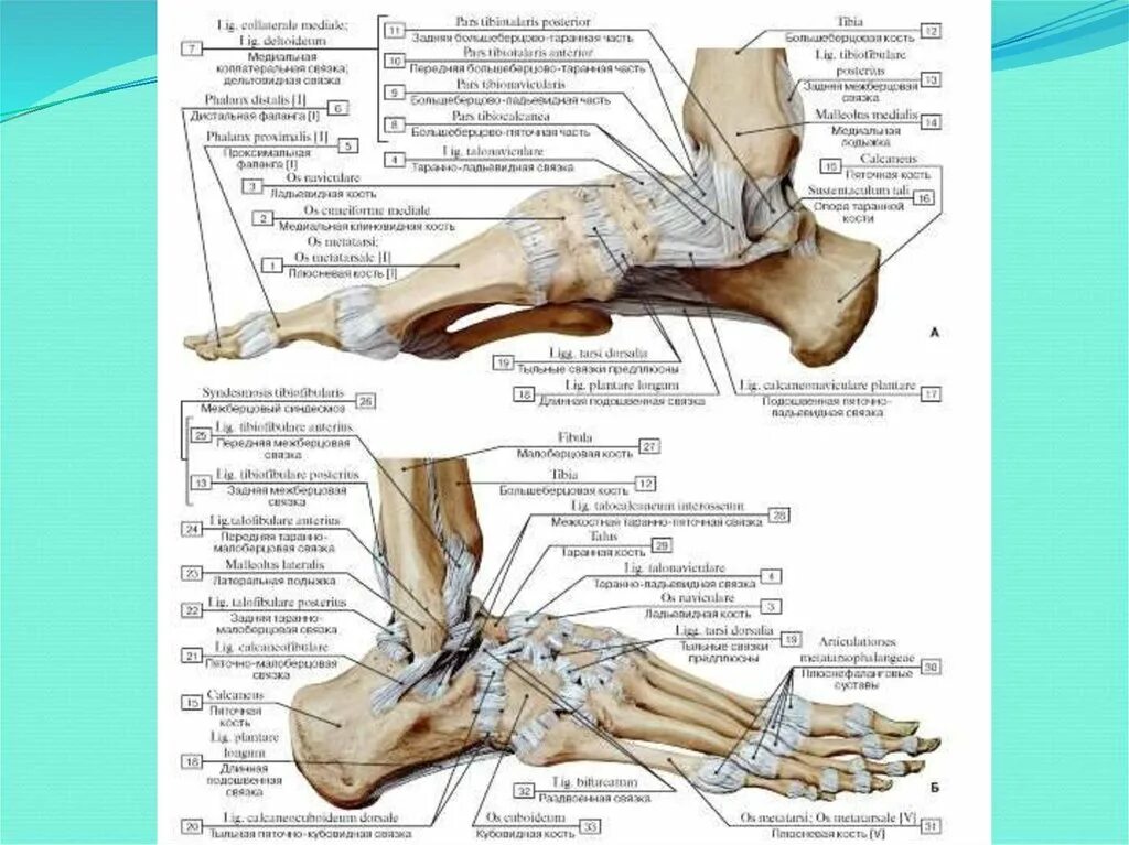 Голеностопный сустав образован костями. Голеностопный сустав анатомия строение связки. Связочный аппарат голеностопного сустава анатомия. Таранно-ладьевидный сустав классификация. Голеностопный сустав анатомия строение кости человека.