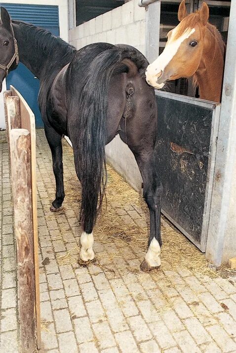 Девушка с конским. Жеребец покрывает женщину. Кентавр в реальной жизни. Лошадиный член. Фотосессия в конюшне.