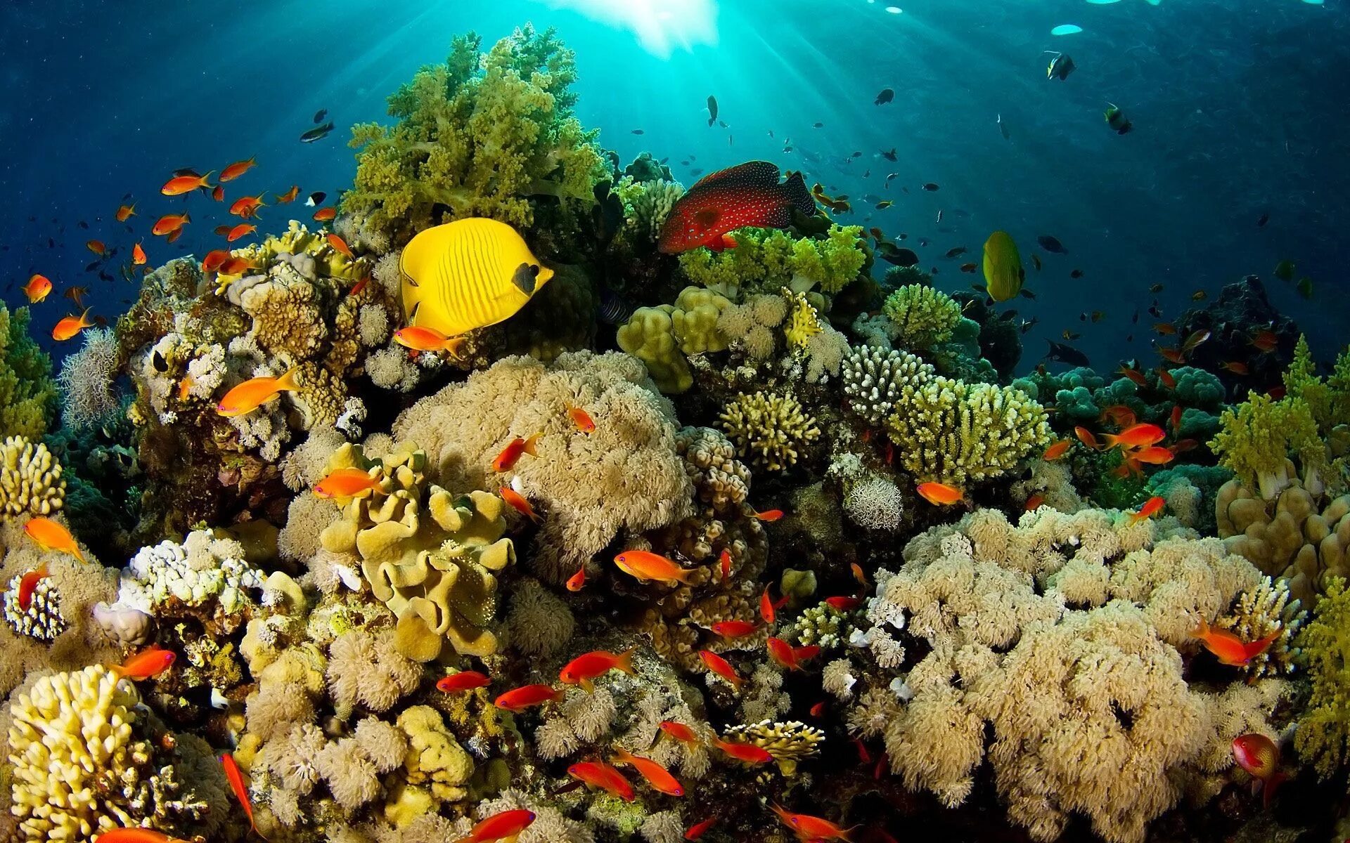 Коралловый риф отзывы. Большой Барьерный риф подводный мир. Коралловые рифы красного моря. Коралловый риф панорама Сафага. Австралия риф.