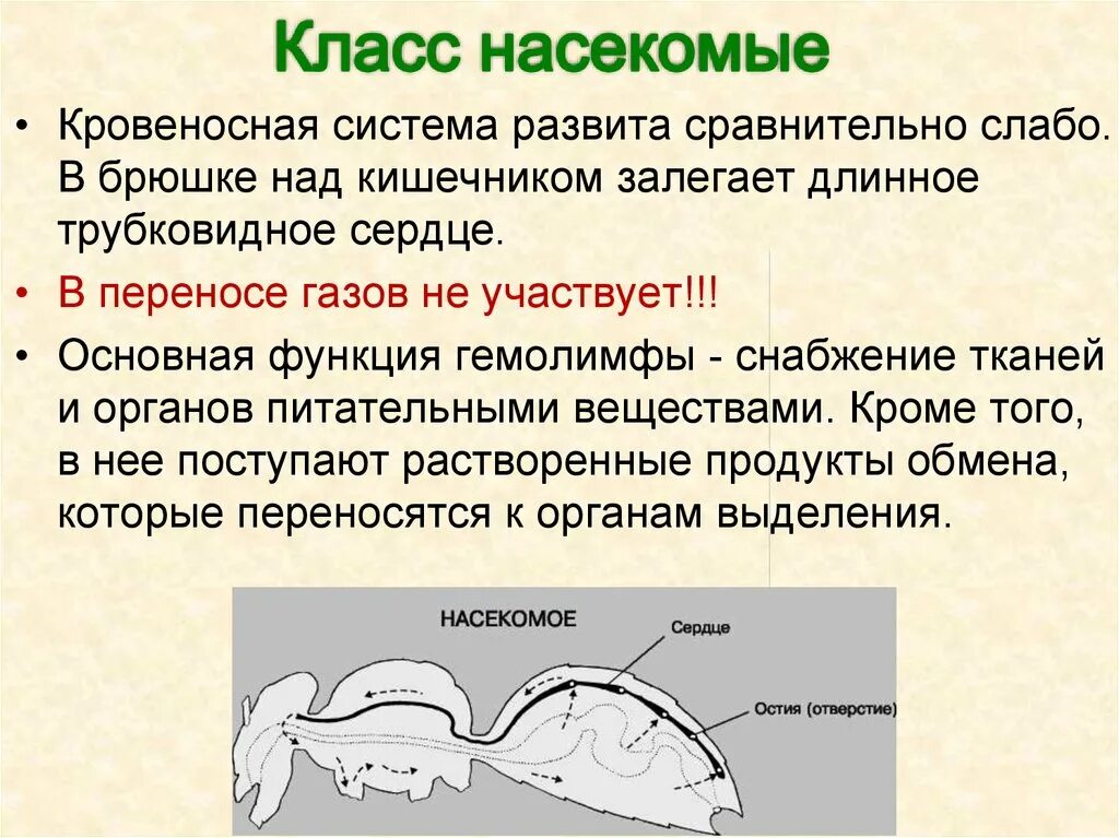 Кровеносная система насекомых выполняет функции