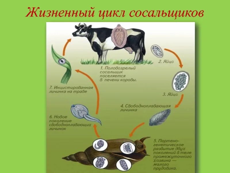 Цикл развития печеночного сосальщика биология. Цикл развития печеночного сос. Жизненный цикл печеночного сосальщика. Схема развития печеночного сосальщика. Цикл развития червей сосальщиков