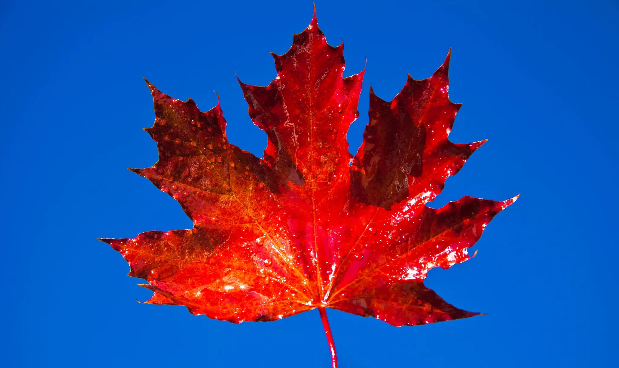 Листья клена 7. Осенний кленовый лист. Maple кленовый лист. Клен красный autumn Radiance. Красивые листья.