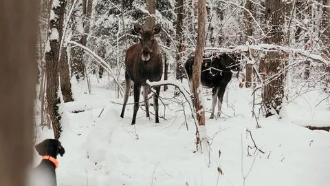 Встреча в лесу геншин