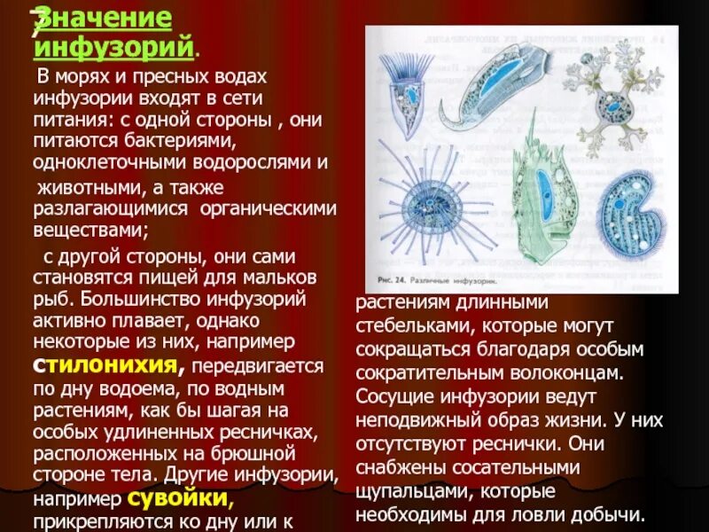 Значение инфузории в природе