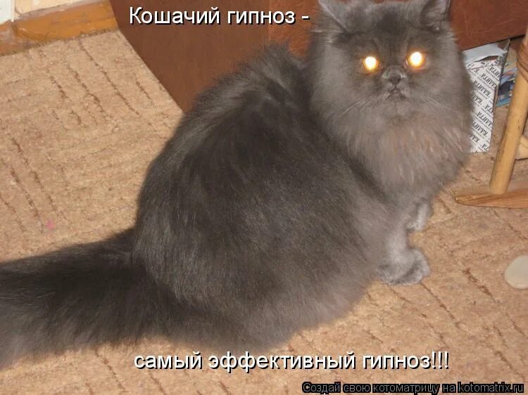 Серегу жалко. Сейчас несу. Нести бред. Кот несет добычу в зубах. Идёт бычок качается вздыхает на ходу.