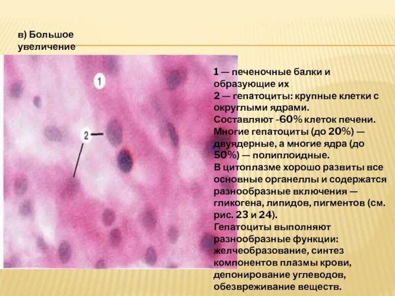 Форма клетки печени. Гепатоциты печени гистология. Хондриосомы в клетках печени амфибии. Клетки печени гепатоциты. Многоядерные клетки печени.