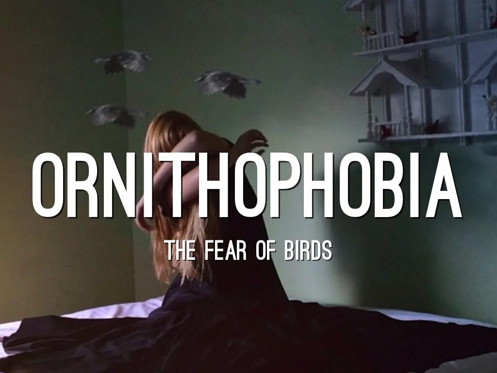 A phobia is an fear of something. Орнитофобия боязнь птиц. Орнитофобия причины.