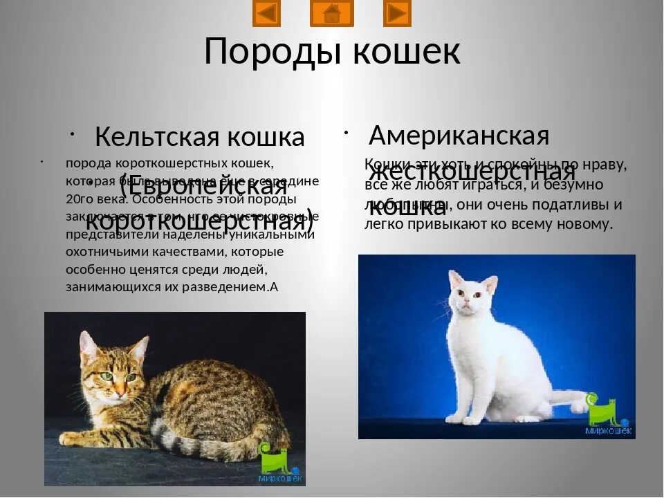Европейская порода кошек описание. Европейская короткошёрстная кошка описание. Европейская короткошерстная кошка. Европейская порода кошек описание. Европейская порода кошек описание.