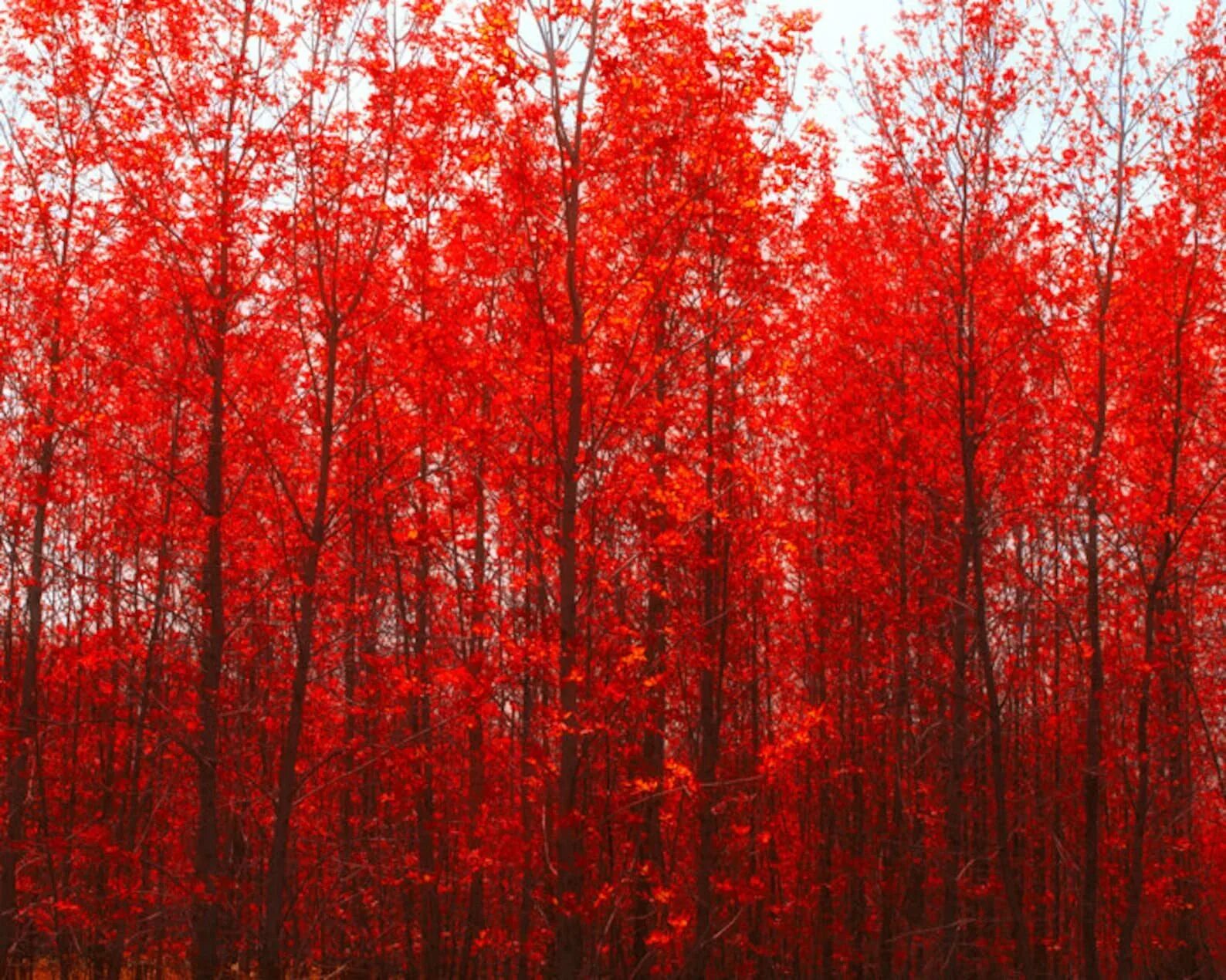 Красное дерево. Красные деревья осенью. Лес с красными листьями. Красивое красное дерево. Фото цвета красное дерево