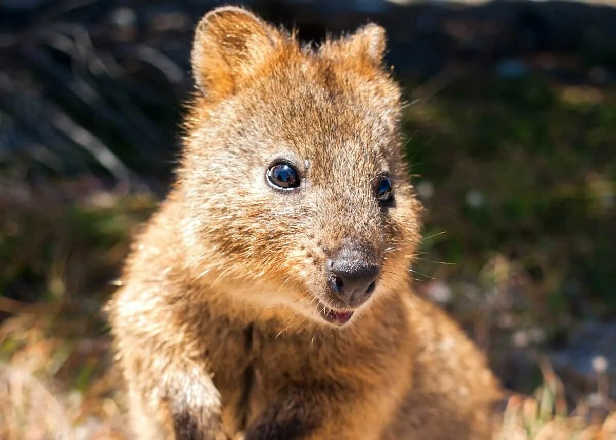 Квокка хана. Кенгуру Квокка. Квокка (Setonix brachyurus). Квокка короткохвостый. Квокка эндемики Австралии.