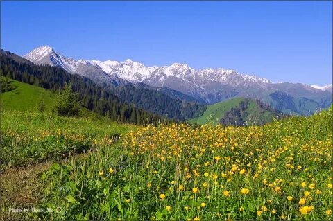 Кэмеронның порно түсіру тәжірибесі