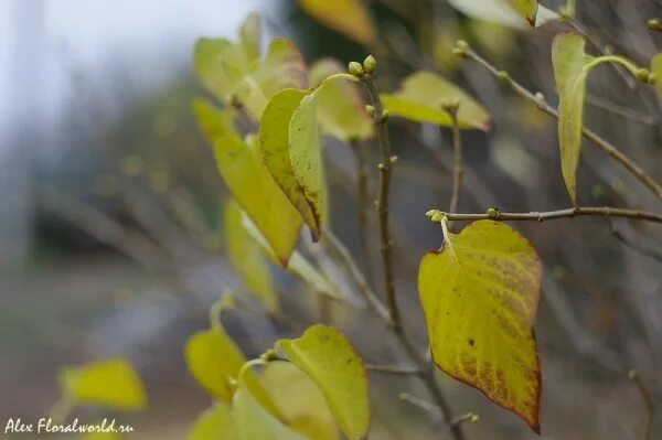 Желтые листья сирени. Листья сирени осенью. Сирень обыкновенная осенью листья. Осенний лист сирени. Желтеют листья сирени.
