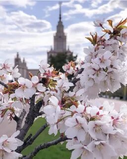 Что начало цвести сейчас
