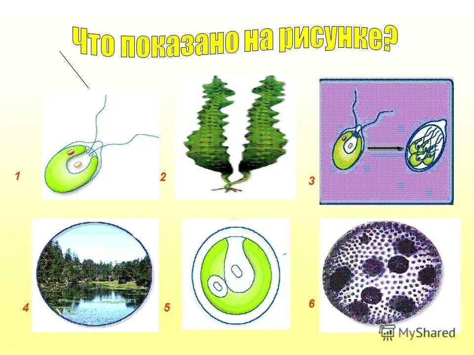 зеленые водоросли крахмал