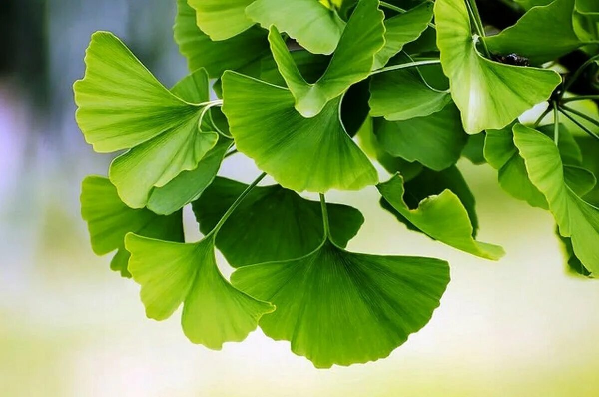 Гинкго хвойное. Гинкго билоба (Ginkgo Biloba). Гинкго двулопастный дерево. Гинкго двулопастный (Ginkgo Biloba). Гинкго билоба дерево.