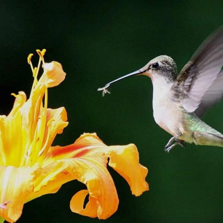 Чем питаются маленькие птицы. Колибри опыляют растения. Охристый Колибри самка. Колибри опыляет цветы. Опыление Колибри.