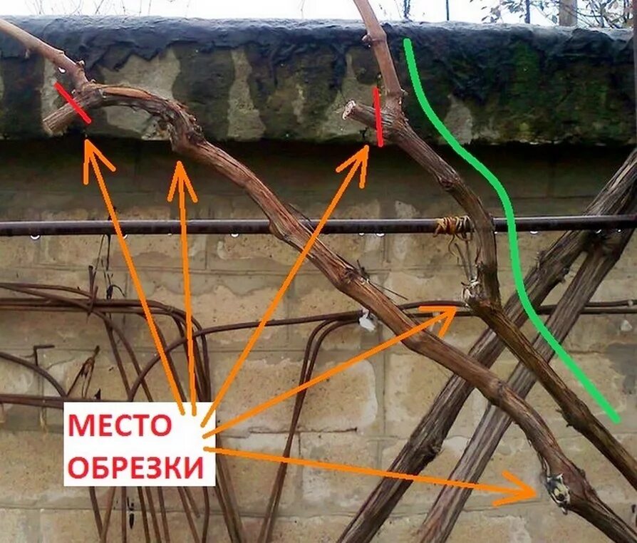 Обрезка лозы винограда. Рукав винограда что это. Плодовое звено винограда. Лоза замещения у винограда. Виноград глазок