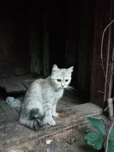 Алиса какие кошки водятся зимой. Кошка голодный песня