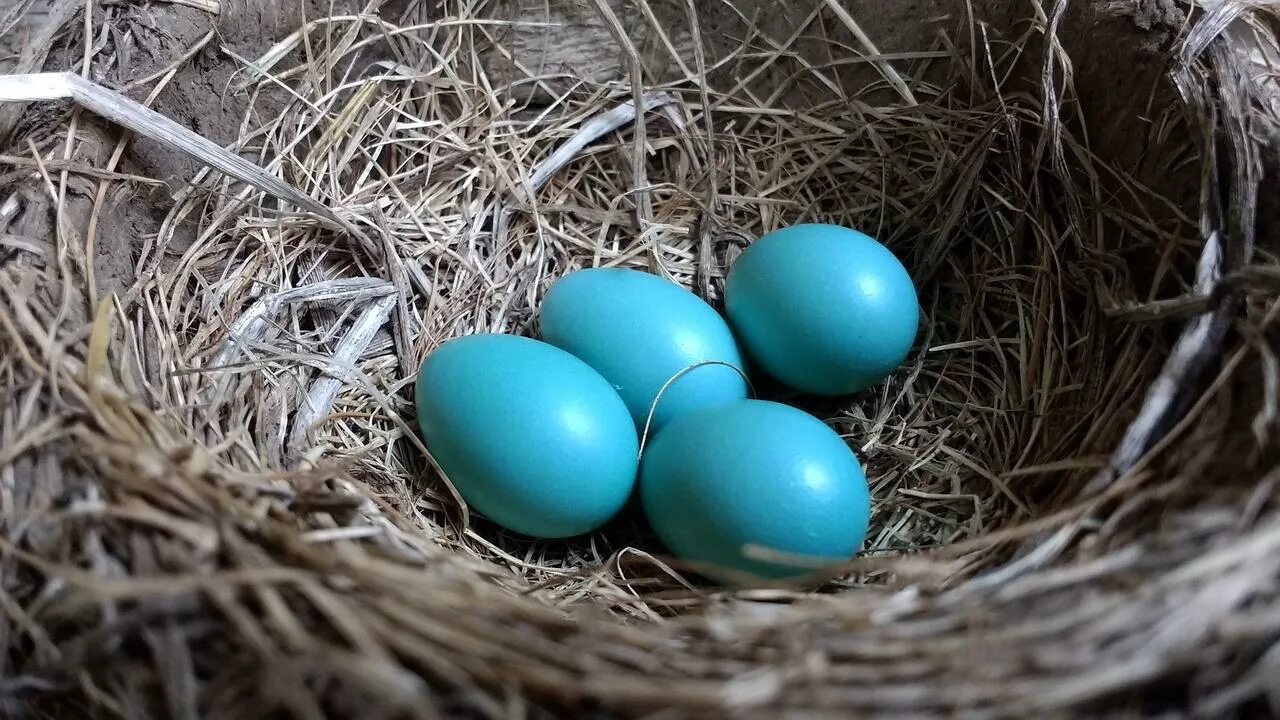 Яйцо малиновки фото. Голубые яйца куриные. Синие яйца куриные. Гнездо. Яйца Малиновки.