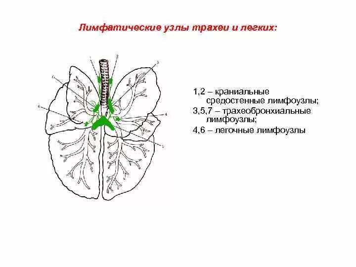 Легочные лимфоузлы. Средостенные лимфатические узлы. Лимфатические узлы птиц. Трахеобронхиальные лимфатические узлы.