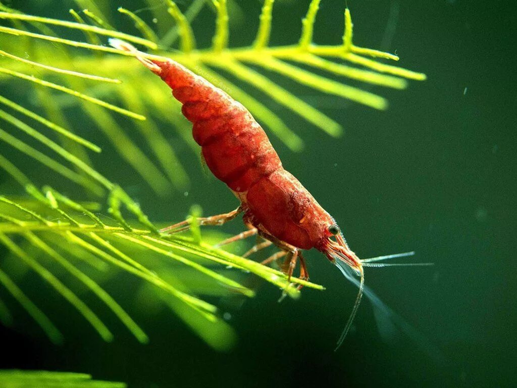 Обитания креветок. Креветка вишня Red Cherry Shrimp. Креветка неокаридина красная. Креветка ред Файер. Креветка неокардина тигровая.