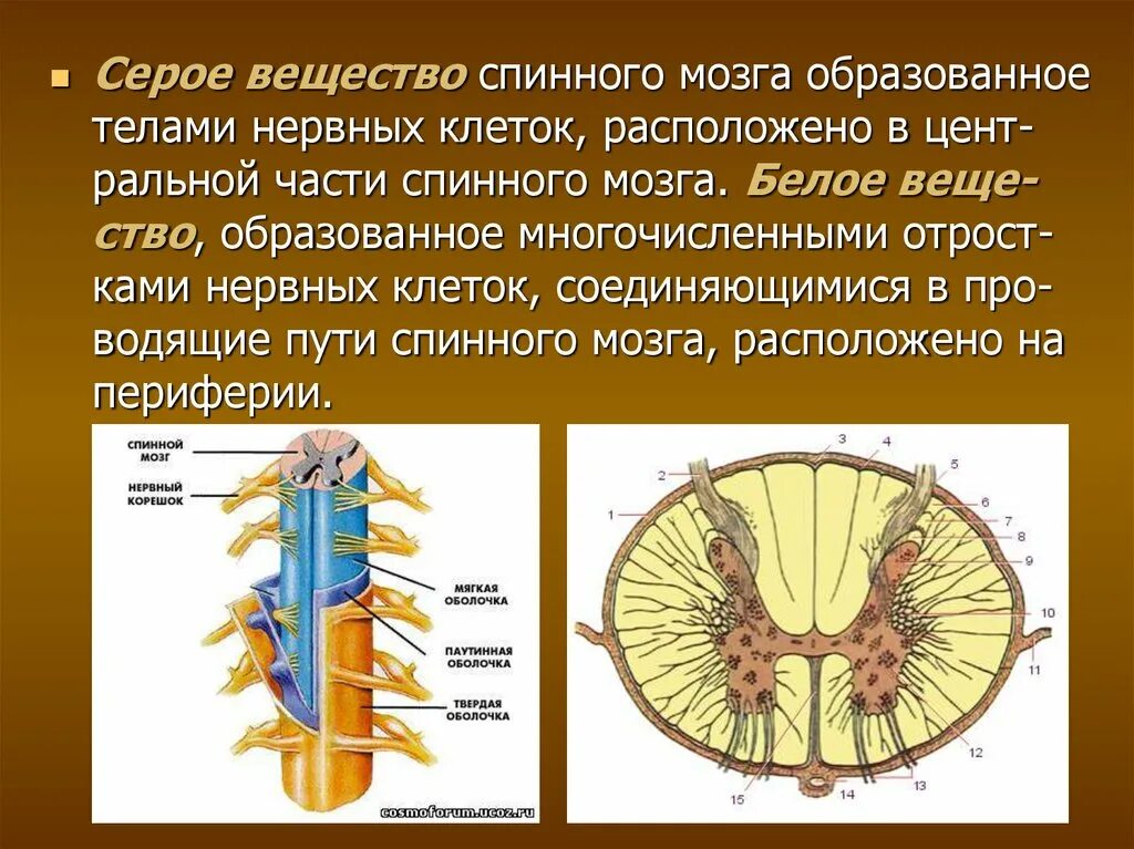 Аксон образует серое вещество. Серое вещество анатомия. Серое и белое вещество спинного мозга. Строение серого вещества спинного мозга анатомия. Строение белого вещества спинного мозга.