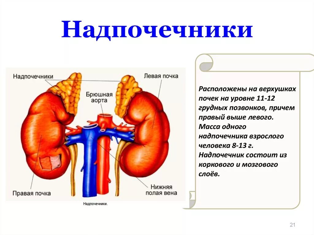 Кто лечит надпочечники