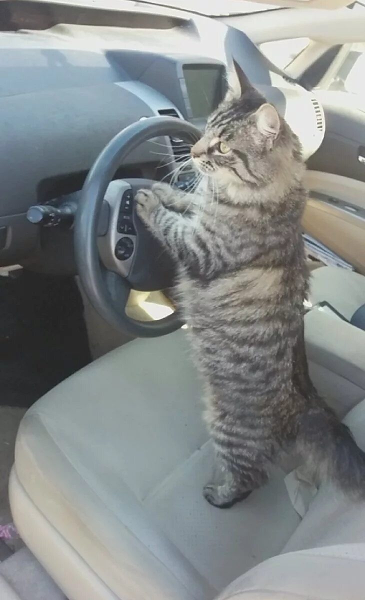 Включи котэ машина. Кот за рулем. Котик в машине. Кошачий автомобиль. Кошки рулят.