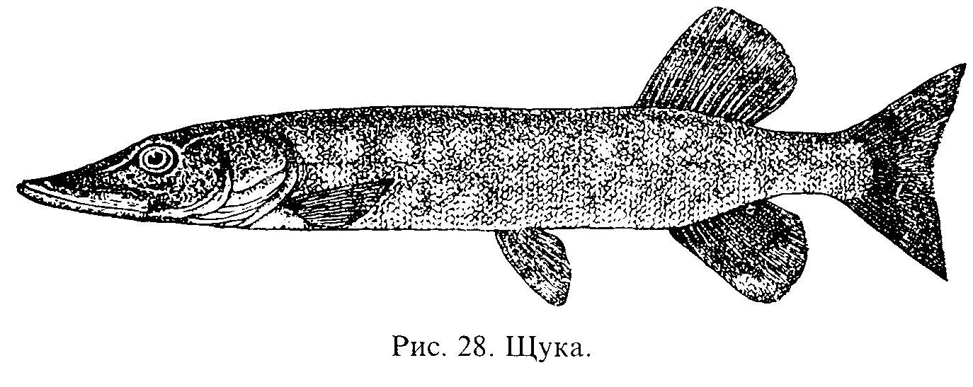 Щука рисунок. Щука черно белая. Щука раскраска. Рыба щука.