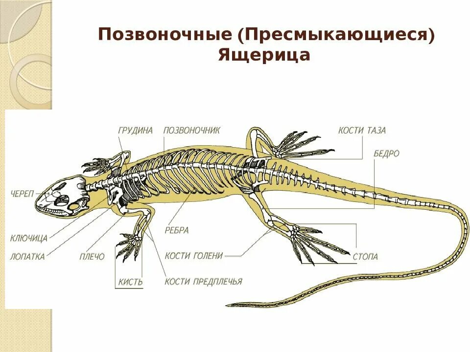 Опорная система рептилий. Строение скелета ящерицы пресмыкающихся. Строение скелета крокодила схема. Строение скелета ящерицы 7. Пресмыкающиеся внешнее строение 7.