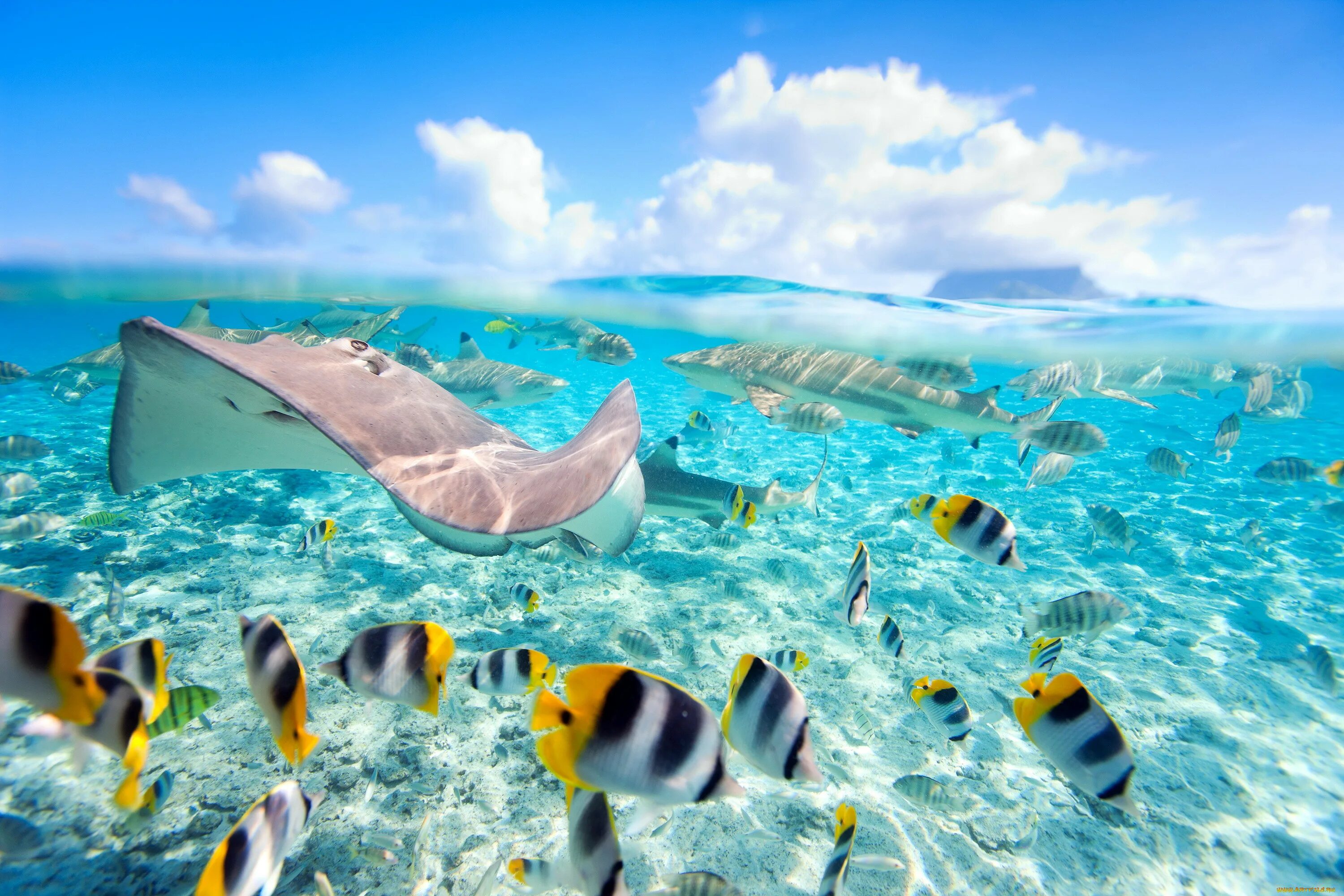 Остров Бора Бора подводный мир. Мальдивы Лагуна риф. Морской заповедник Саут-Уотер-Кей,. Рыбки в море.