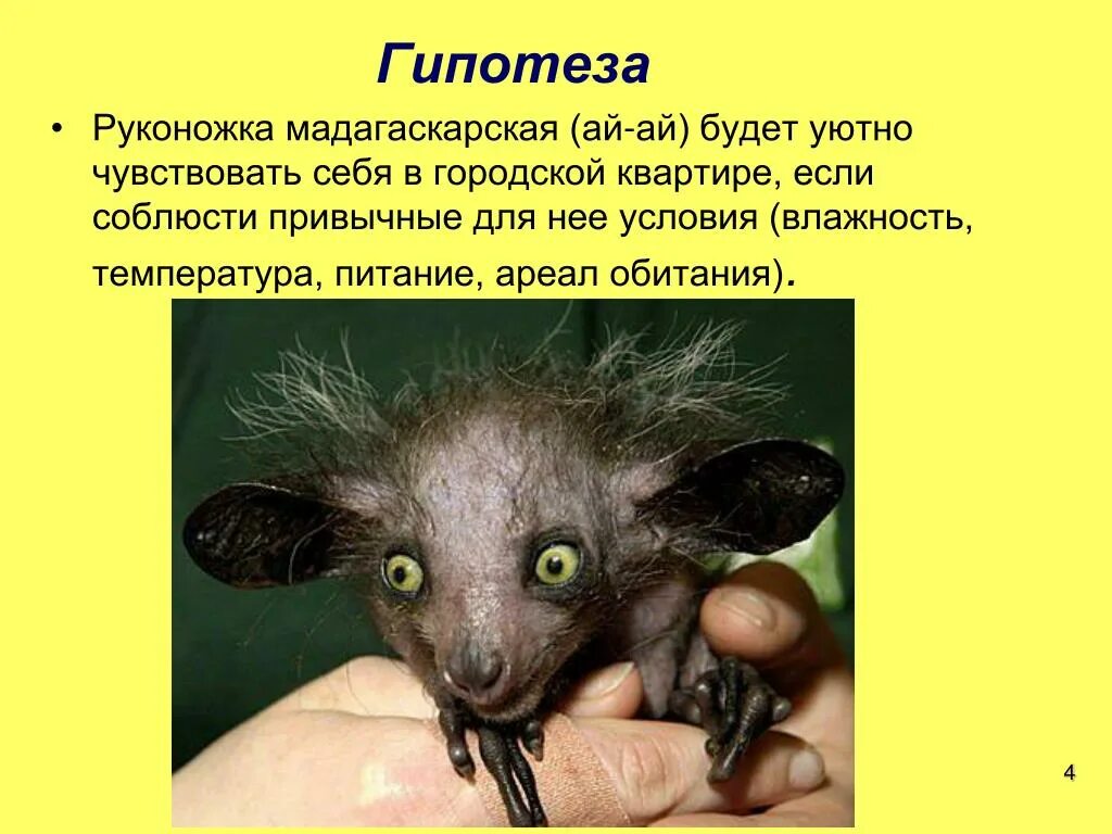 мадагаскарская руконожка морис. мадагаскарская руконожка ай-ай. мадагаскарская руконожка морис. чучундра зверь. ай-ай животное.