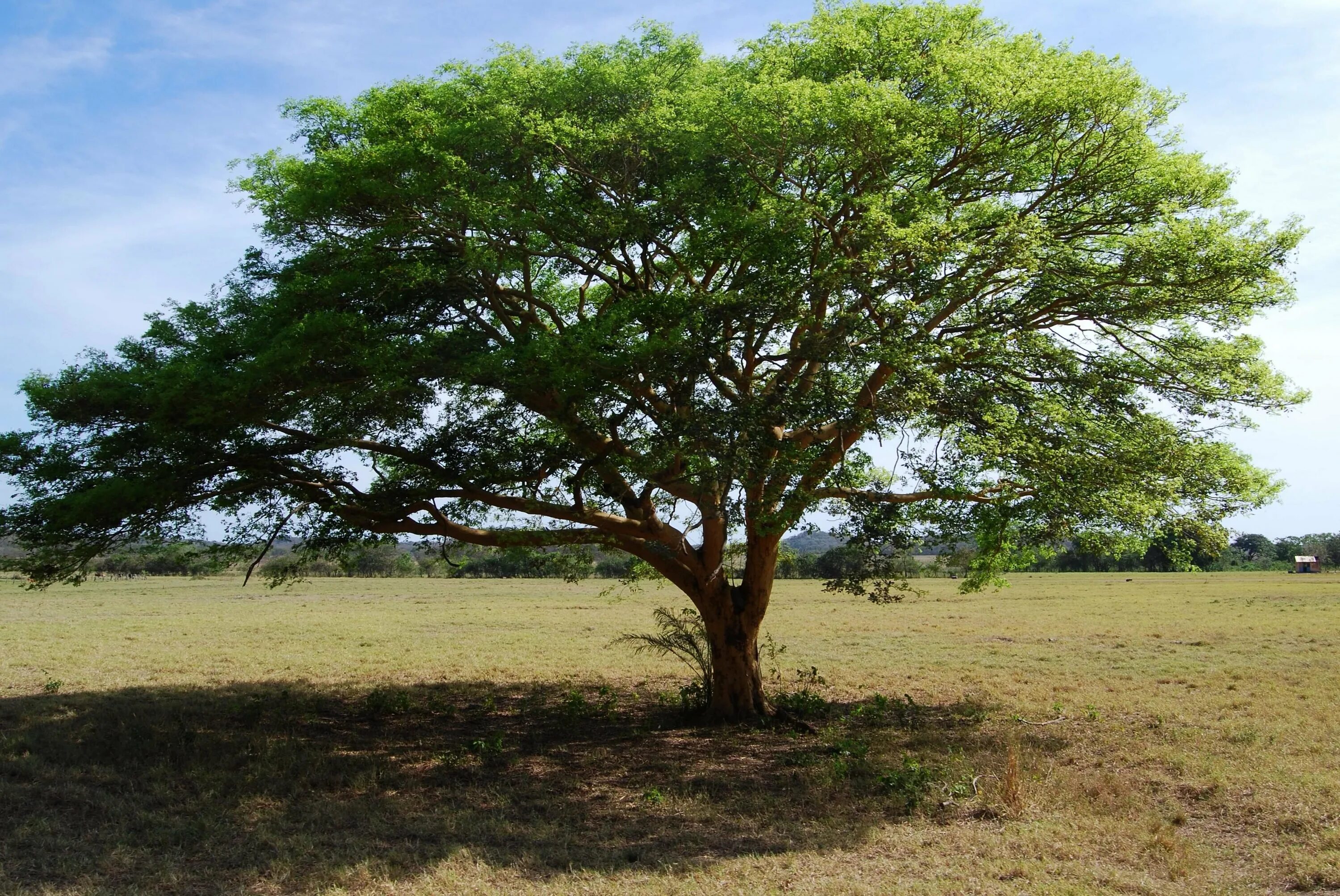 Деревья в южной америке названия. Раскидистая крона дуб. Эбеновое дерево Коста Рика. Дуб Пиренейский дерево. Крона акации.