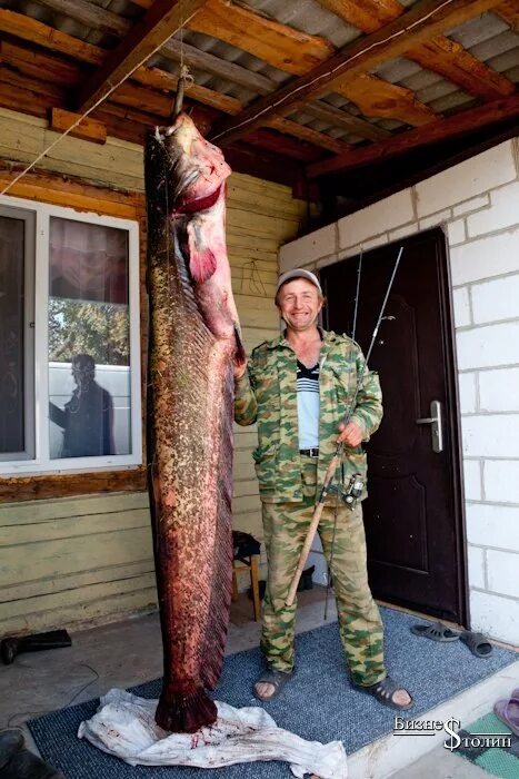 Рыба 5 метров. Самый большой пойманный сом. Сом рыба самый большой в мире вес. Ловля гигантского сома.
