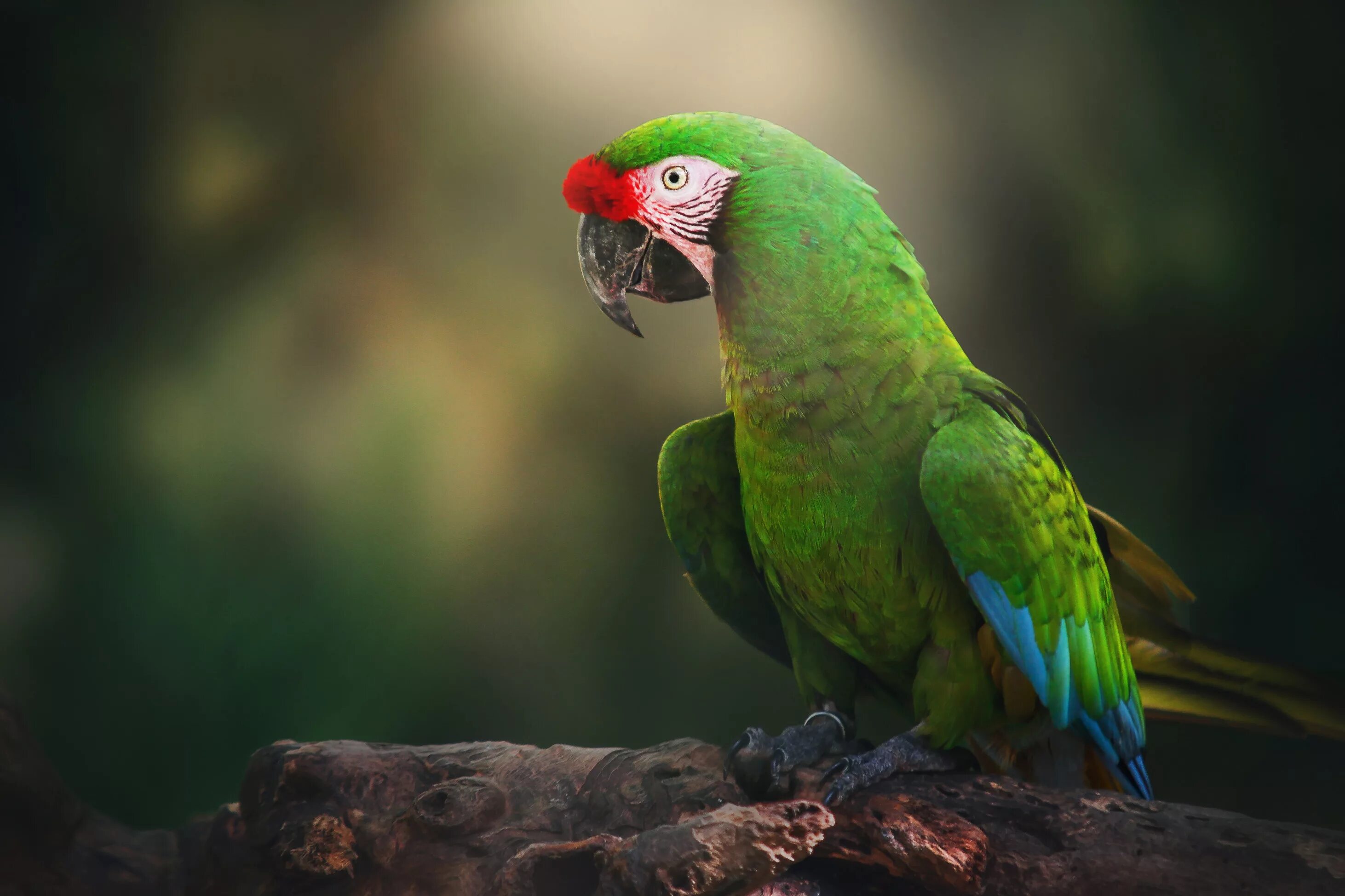 I ve parrot. Большой солдатский ара. Попугай ара зеленый. Попугай Паррот. Изумрудный кольчатый попугай.