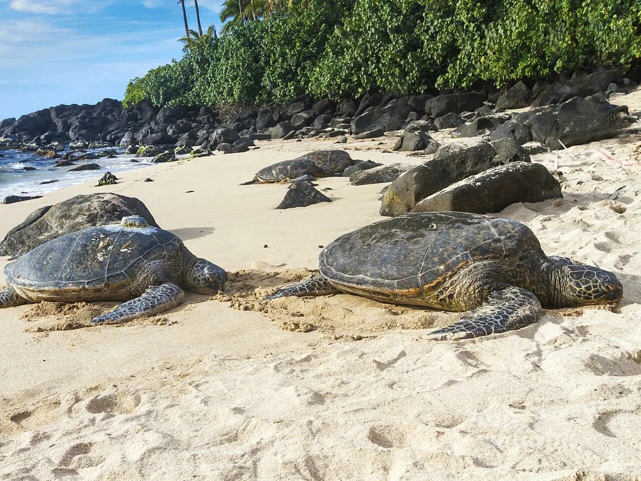 Пляж черепах на шри ланке