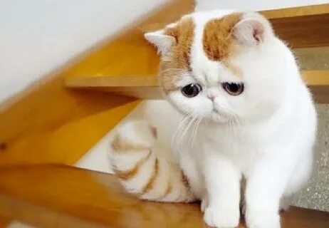 Коты со сплющенной