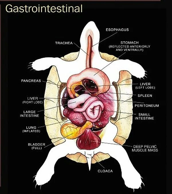 Пищеварительная система черепахи. Строение ЖКТ У черепахи. Пищеварительная система сухопутной черепахи строение. Строение выделительной системы черепахи.