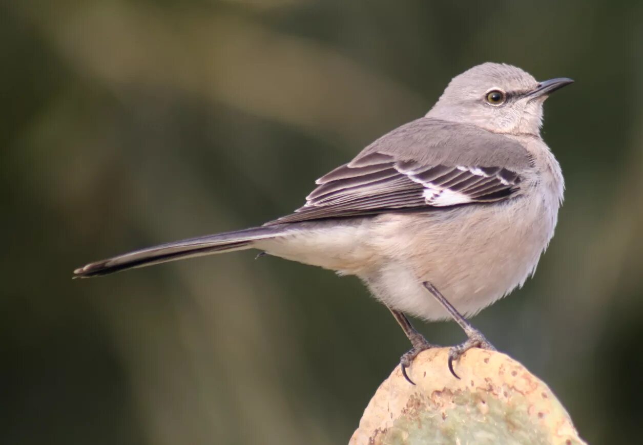 Mocking bird. Дрозд пересмешник. Певчие пересмешники. Многоголосый пересмешник. Многоголосый пересмешник птица.