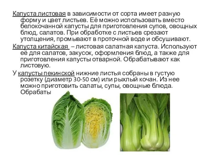 Можно ли белокочанную. Обработка капустных и луковых овощей. Механическая обработка капустных и луковых овощей. Механическая кулинарная обработка капустных и луковых овощей. Листья белокочанной капусты.