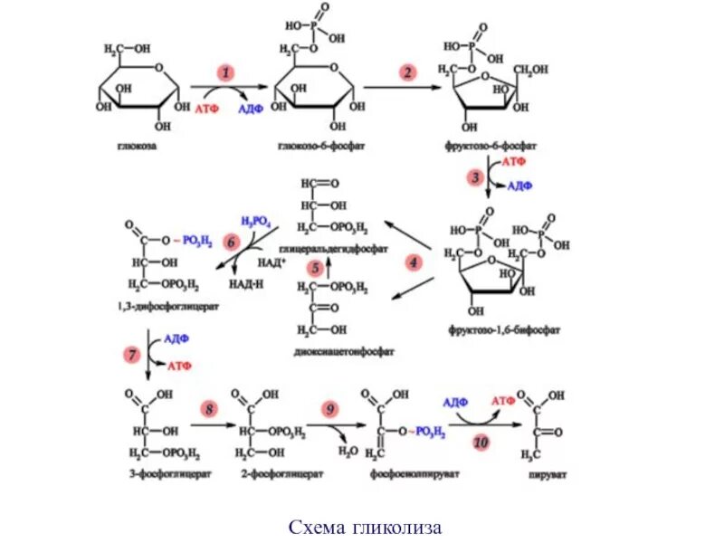 Образование атф гликолиз. Аэробный гликолиз биохимия схема. Аэробный гликолиз схема. Второй этап гликолиза схема.